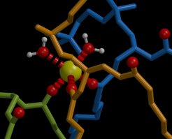 Figure 1: Coordination of sodium ions by on average three lipid carbonyl oxygens and two water molecules.