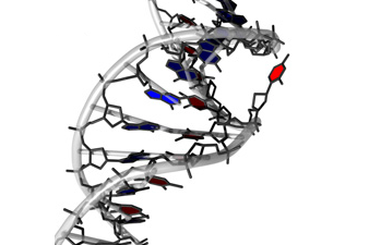 DNA Base Flipping