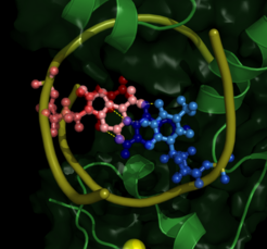 Figure 2: "Mutated" basepair - Dark Blue: Guanine (A-State), Dark Red: Cytosine (A-State), Light Blue: Thymine (B-State), Light Red: Adenosine (B-State).