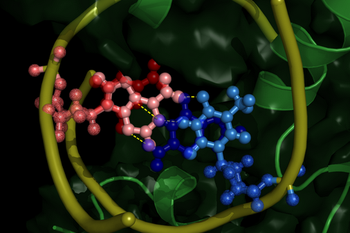 Specific DNA Binding and Recongnition