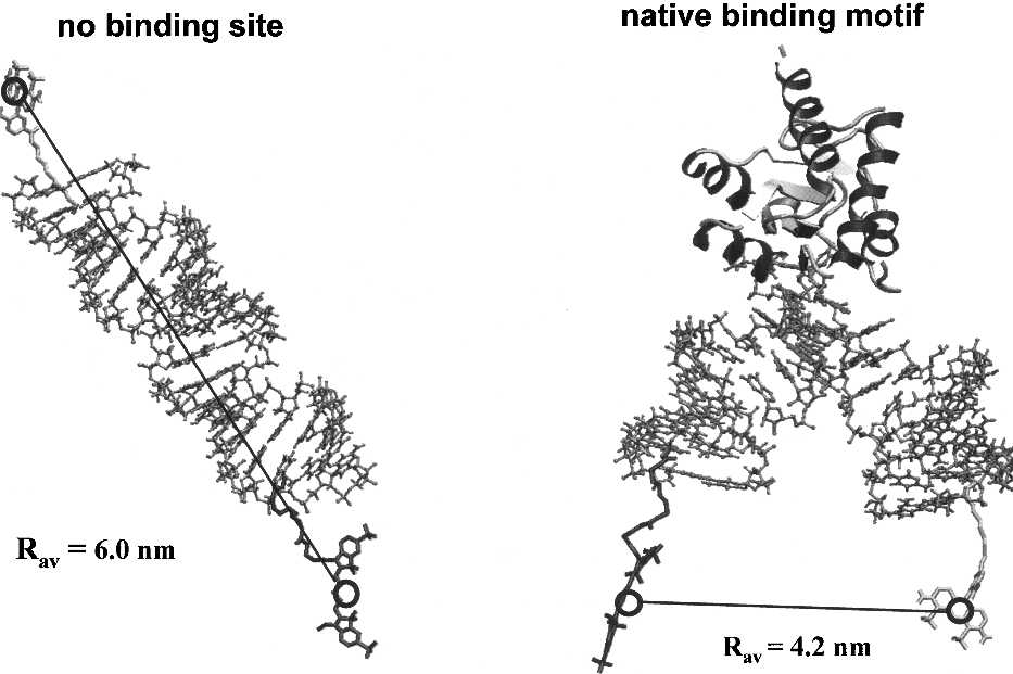 U4 snRNA Kink-Turn