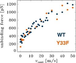 The Y33F mutant unbinding forces (orange) do not signigficantly differ from the wildtype unbinding forces (WT, blue).