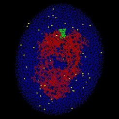 Model of the solvated AN02 (red)/DNP hapten (green) complex used in the molecular dynamics simulations described in the text.