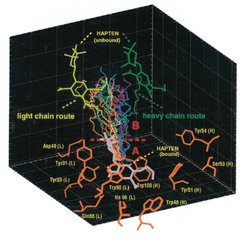 Unbinding pathways for 20 FPMD simulations, each with pulling velocity 5 m/s, but slightly differing initial conditions: Shown are the traces (colored lines) of the hapten center of mass and the starting structure (hapten: gray; binding pocket residues: orange).