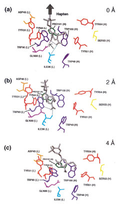 Three snapshots of the initial steps of the hapten (gray) unbinding pathway. Shown are relevant residues of the binding pocket and the main interactions observed in the simulations such as hydrogen bond and van der Waals contacts (dashed lines). The respective cantilever positions zcant are indicated at the right. The black arrow indicates the pulling direction.