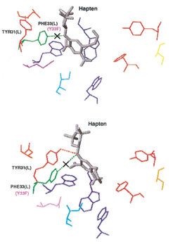 Snapshots of the binding pocket during enforced unbinding for the Y33F(L) mutant. Top: bound state after equilibration; the removed hydrogen bond is indicated. Bottom: intermediate at zcant≈ 4 Å. A newly formed hydrogen bond between hapten and Tyr-31(L) is shown by the dashed line.