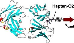 General setup of the force probe molecular dynamics (FPMD) simulations.