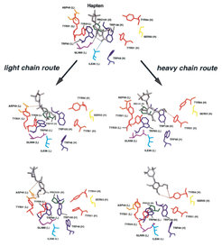 Snapshots taken from FPMD simulations with varying unbinding pathways. The left snapshots illustrate the “light chain route,” the right ones the “heavy chain route.”