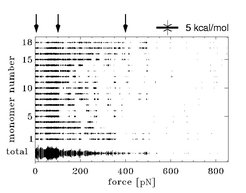 Figure 4: Interaction energies of water bridges to individual monomers as a function of pulling force during a stretching simulation with pulling velocity 7.5 m/s.