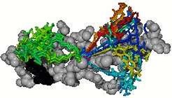Figure 2: Lowest energy conformations of the dye (coloured structures) from step 1. In grey a part of the protein is shown and Arg232 in black.