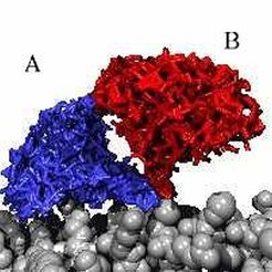Figure 4: Results of step 3. Every starting structure moves within 100-300ps into one of the two clusters shown above. The two clusters represents two dye conformations, which were found with this hierarchical approach.