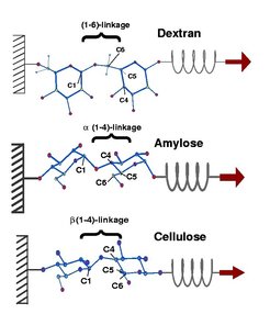 Figure 1: Illustration of the stretching MD simulation setup of the three investigated sugar polymers dextran, amylose, and cellulose.