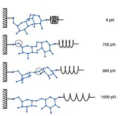 Figure 3: Structural changes induced by mechanical stress. The second and third snapshot illustrate the conformational changes which ocurred in dextran during stretching (highlighted in the Figure): the linkage between two monomers (and the one to the fixed surface) abruptly flips from one into another configuration resulting in a sudden increase of the polymer extension.