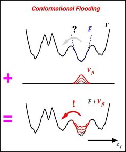 Within each of the flooding simulations the (high dimensional) free energy landscape F to the protein (see Figure, top) was artificially perturbed by including a 'flooding potential' Vfl (Figure, mid) of adjustable strenght into the molecular force field. The flooding potential is derived from a harmonic model F~; (dashed line) of F in the vicinity of the initial NMR conformation (local minimum). F~ is computed from an ensemble of structures extracted from an MD simulation. Inclusion of the localized flooding potential Vfl into the molecular force field (Figure, bottom) raises the free energy minimum that defines the initial conformation substrate without significantly affecting adjactent energy barriers.