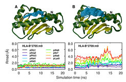 Subtype dependent conformational heterogeneity. Top row: Peptide binding groove of the HLA-B*2705 (left) and of the HLA-B*2709 (right) subtypes together with 200 snapshots of the bound peptide (cyan) sampled over 20ns simulations. Lower row: Size of fluctuations, quantified via root mean squared devistions (Rmsd) from the average structure, color-coded separately for the nine peptide amino acids and plotted as a function of simulation time.