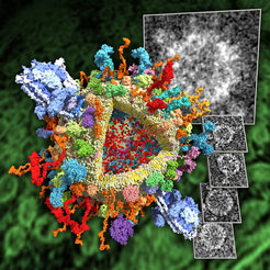This is a molecular model of a synaptic vesicle filled with neurotransmitters (red). The membrane (yellow) of the vesicle is packed with functional proteins, as, e.g., SNARE complexes (red/orange) that help in the vesicle fusion process, and ATPases (blue), which provide the energy for the organelle. The small gray images on the right hand side show electron microscopy images of real synaptic vesicles, the big gray image simulates how the molecular model would appear if imaged by an electron microscope.