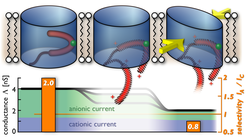 Suggested Model of VDAC Voltage-Induced Gating. At zero transmembrane potential, the VDAC pore (blue) most likely remains in the open state (upper, left). Increasing the membrane voltage beyond ± 30 mV (center) exerts a force on the N-terminal helix (red), which is attached to the barrel wall by the contact residue L10 (green). Detachment or removal of the N-terminal helix from the barrel wall at the L10-V143 contact leaves behind a labile, hull-like pore structure (right) which is more susceptible to undergo (semi)collapse under membrane stress. At an ellipticity of 0.47, the semicollapsed barrel geometry displays the conductance and ion selectivity found experimentally for the wild-type closed state (lower, right), whereas our calculations reproduce the wild-type open state values for noncollapsed structures containing the N-terminal helix (lower, left). Note that semicollapse can also occur under membrane stress when the helix is not removed yet with a smaller probability. Hatching of the N-terminal region in the upper central and right panels indicates that the conformation of a possibly detached N terminus is not known.