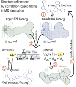 Approach: using correlation-based refinement in MD simulation to steer the atomic positions of a macromolecule such that they optimally fit a cryo-EM map. The molecule is subjected to a global biasing potential Vfit in addition to the MD force field Vff. The forces resulting from Vfit act on every atom to enhance the real-space correlation coefficient 𝑐.𝑐. between the cryo-EM density (green) and the density calculated from the current atomic positions (blue). The first step (1) is to generate a simulated density by convoluting the atomic positions with a three-dimensional Gaussian function of width 𝜎 (Orzechowski and Tama, 2008). The two maps are correlated (2), and the biasing forces are calculated. These forces are then added to the standard MD force field (3), and new atomic positions are evaluated (4). Steps (1–4) are repeated, yielding a structure that correlates better with the cryo-EM map than the starting structure. Sketch made with Adobe Illustrator.