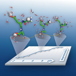 The titration curve of a tripeptide of sequence Ala-Glu-Ala is obtained by performing constant pH molecular dynamics simulations in explicit solvent at different pH values. The protonation states of the titratable groups of the tripeptide (N-terminus, Glu, and C-terminus) are allowed to change dynamically during these simulations. The changes in protonation are governed by electrostatic interactions with the local environment as well as the pH of the solution. In the figure, the peptide is shown in its most probable protonation state at selected pH values (2, 6, and 10). Tools: Pymol, Apple Numbers, Adobe Illustrator.