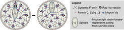 Figure 2. Mechanism of actin-dependent spindle and vesicle transport. Past work in our group revealed that asymmetric spindle positioning is driven by a cytoplasmic actin network that is nucleated by cooperation between the actin nucleation factors Formin-2 and Spire1/2. Spindle movement along this network is facilitated by myosin-dependent pulling from the spindle poles and a outward-directed myosin Vb-dependent movement of Rab11a-positive vesicles, which keep the network dynamic and help to modulate its density by localizing and transporting the actin nucleation factors.