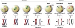 Figure 3. Meiosis and fertilization in mammalian oocytes. In the upper row, the different stages of meiosis in mammalian oocytes and the corresponding large scale chromosome (red) and microtubule (green) organization are shown. In the lower row, the detailed configuration of a pair of homologous metacentric chromosomes is shown.