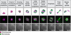 Meiotic maturation of a human egg cell