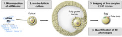 Figure 1. Scheme illustrating principle of RNAi screen in mouse oocytes. siRNAs targeting several genes simultaneously were microinjected into follicles, which were then cultured in vitro for 10 days. Chromosomes and microtubules were imaged and phenotypes were assessed in more than 2,200 live oocytes.