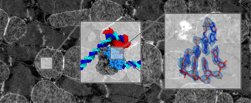 Structure and Function of Molecular Machines