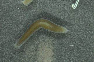 How is the regeneration of the planarian Crenobia alpina?