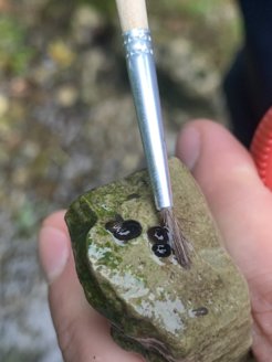 The animals are quite abundant and tend to gather together in the undersurface of rocks. We collect some with the help of a brush. Its body is fragile although covered with protective mucus. Please, notice the distinctive horns in the head.