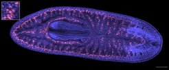 Confocal cross section of a fixed planarian Schmidtea mediterranea. Cell nuclei were stained with DAPI (blue). A fluorescent in situ hybridization of the gene Piwi was performed to specifically label stem cells (red). The picture is an on-line stitched 2x5 mosaic composed of 10 individual images that were recorded with an Olympus IXplore Spin confocal spinning disc system at 20x magnification. Sample provided by James P. Cleland, MPI-BPC, Scale bar = 200µm