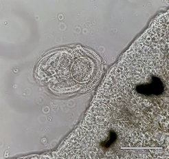 U. mitra is characterized by its circular, adhesive disc which makes them perfectly adapted to living on the body surface of their host.