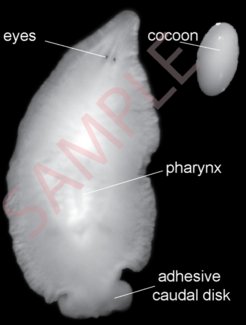 “Planarians are free living animals of great regeneration ability”. Well, not always. Bdelloura candida, a marine triclad with limited regeneration ability is commensal of horseshoe crabs. Its adhesive disk attaches to hosts, petri dishes…