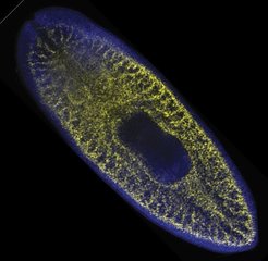 Whole-mount visualization of Neoblasts in a planarian (smedwi-1 mRNA; yellow). Image credit: Dr. Hanh Vu.
