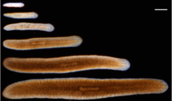 Body size fluctuations of an S. mediterranea individual, live-imaged during a feeding time course.