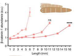 Scaling of the b-Catenin gradient in differently sized S. mediterranea.