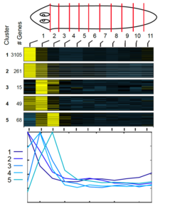 Some of the head-centred gene expression patterns obtained by deep sequencing the indicated tissue slices (Stuckemann et al. 2017).