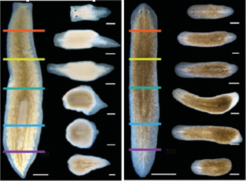 Differences in regenerative abilities between planarian species: While Dendrocoelum lacteum (left) cannot regenerate new heads at cuts in the posterior body half, the model species Schmidtea mediterranea (right) can.