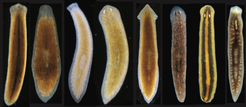 Some of the planarians in our current species collection.
