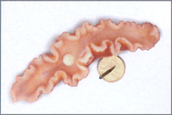 One of the giant planarians of Lake Baikal- a medium-sized S. mediterranea has been photoshopped onto the coin to illustrate the massive size difference between the species. Image courtesy of Prof. Oleg Timoshkin.