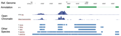 Browser screen shot, highlighting putative regulatory regions of planarian SP-5 (top, green) on basis of chromatin accessibility (centre) and conserved non-coding elements in multi-genome comparisons (bottom).
