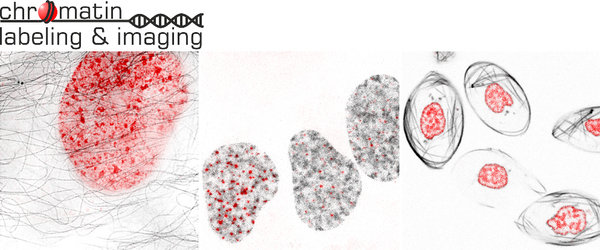 Chromatin Labeling and Imaging