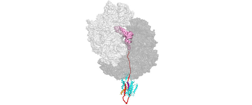 Ribosome Dynamics Ribosome Dynamics