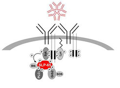 Proteomics to elucidate B cell antigen receptor signaling © Max Planck Institute for Biophysical Chemistry