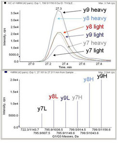 Multiple reaction monitoring for absolute quantification. © Max Planck Institute for Biophysical Chemistry