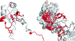 Identification of protein-RNA contact sites after cross-linking. © Max Planck Institute for Biophysical Chemistry
