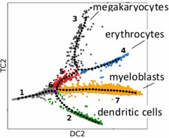 Lineage tree of blood cell development (hematopoiesis). Each cell (colored dot) is placed into the 2D space according to the similarities of its single-cell gene expression vector with those of all other cells. The tree (black dots) is reconstructed using our tool Merlot.