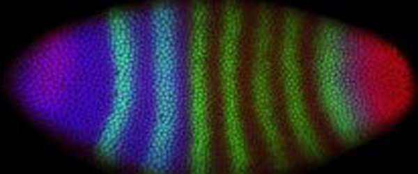 jaeckle_header.jpg jaeckle_header.jpg