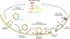 The SNARE assembly-disassembly cycle drives exocytotic membrane fusion in neurons.