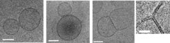 Intermediate steps in SNARE-mediated membrane fusion, monitored by cryo-electron microscopy. Top: Crystal structure of the neuronal SNARE complex with transmembrane domains (from Stein et al. (2009) Nature 460, 525-528). Boxes indicate the position of mutations used in our experiments. Bottom: Cryo-EM images showing the intermediate stages during SNARE-mediated fusion of proteoliposomes (from Hernandez et al. (2012) Science 336, 1581-1584).